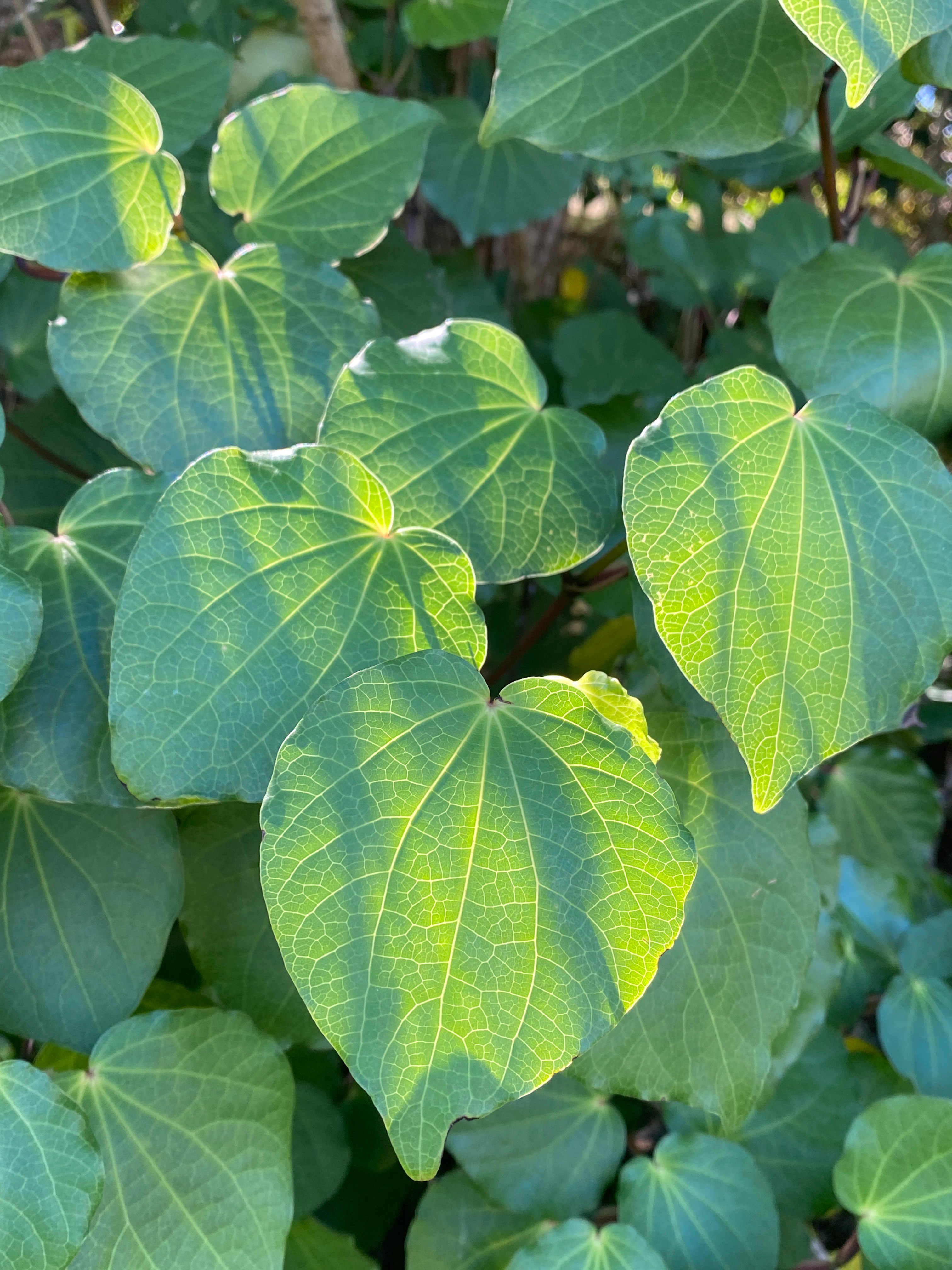 kawakawa